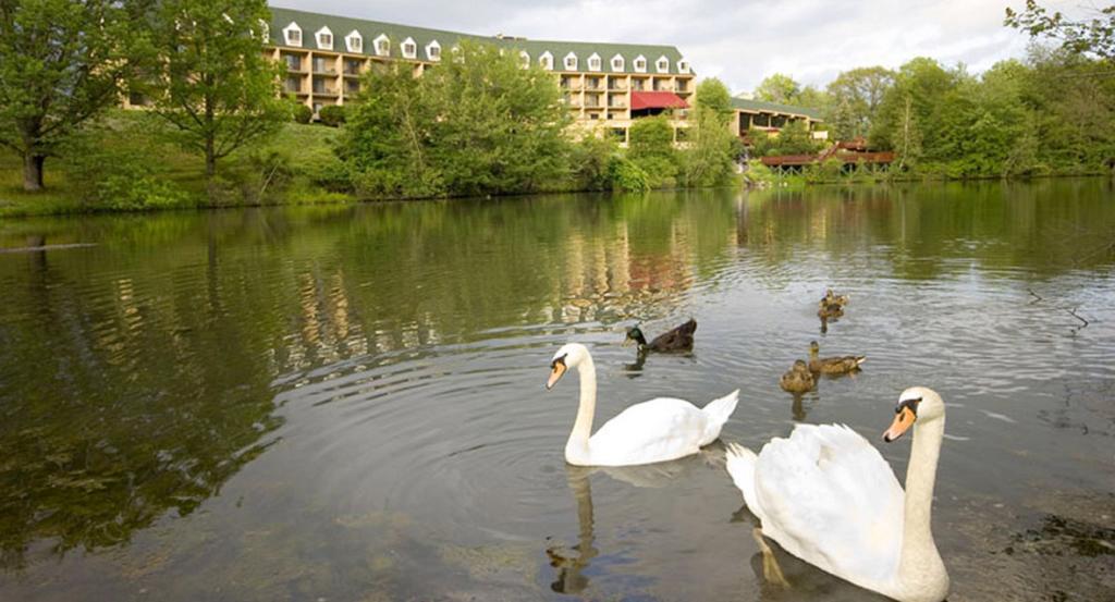 Hotel Chateau Resort & Conference Center 3*